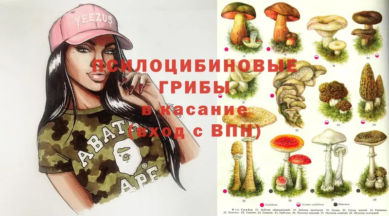 Псилоцибиновые грибы Psilocybine cubensis  Невельск 